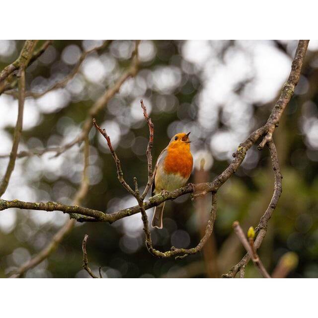 Orange bird with mouth open singing.