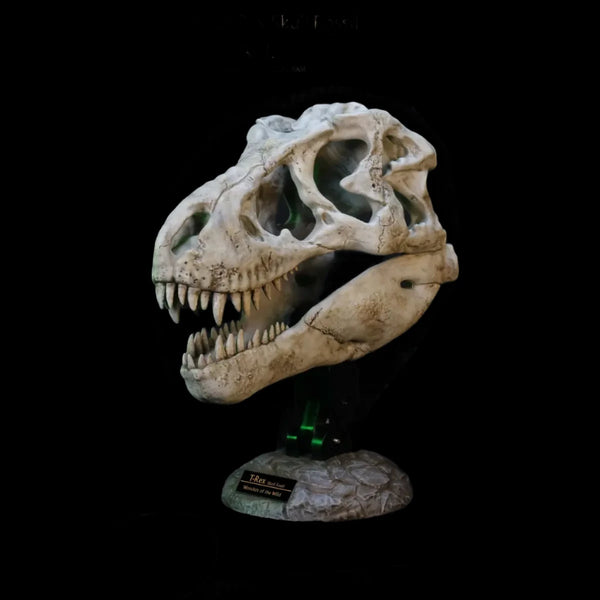 Tyrannosaurus Rex Skull Fossil Replica Wonders of the Wild - Star Ace