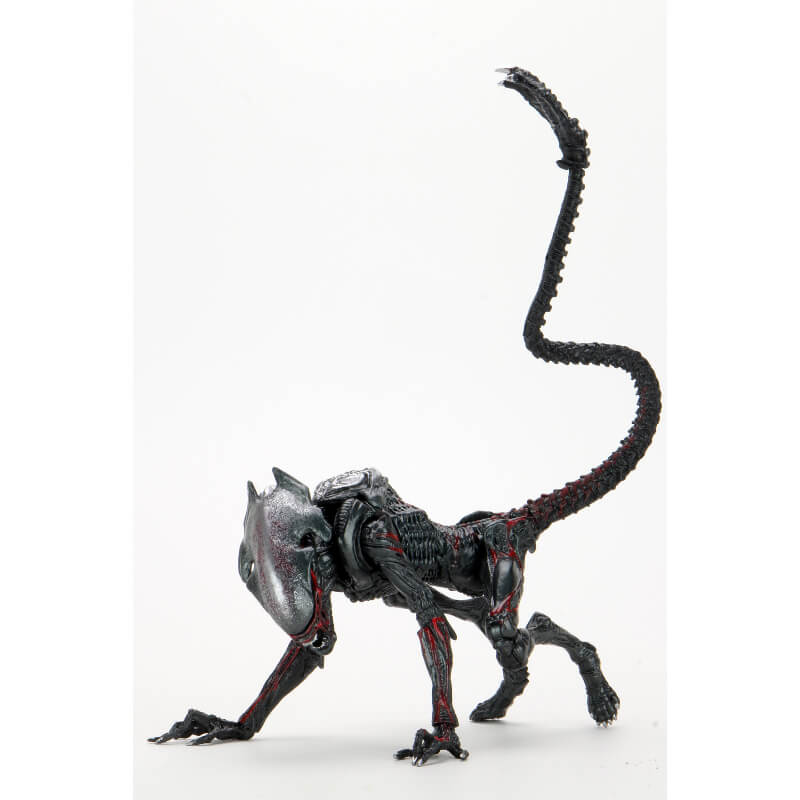 Cougar--scaled.jpg?v=