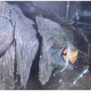 Kessler Werewolf Figure Packaging, Head closeup.