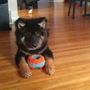 Chuckit!® Indoor Roller Dog Toy